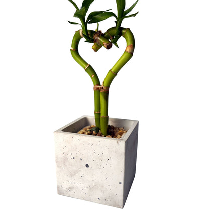 Concrete Planter 4 inch Square - Woodcookshop