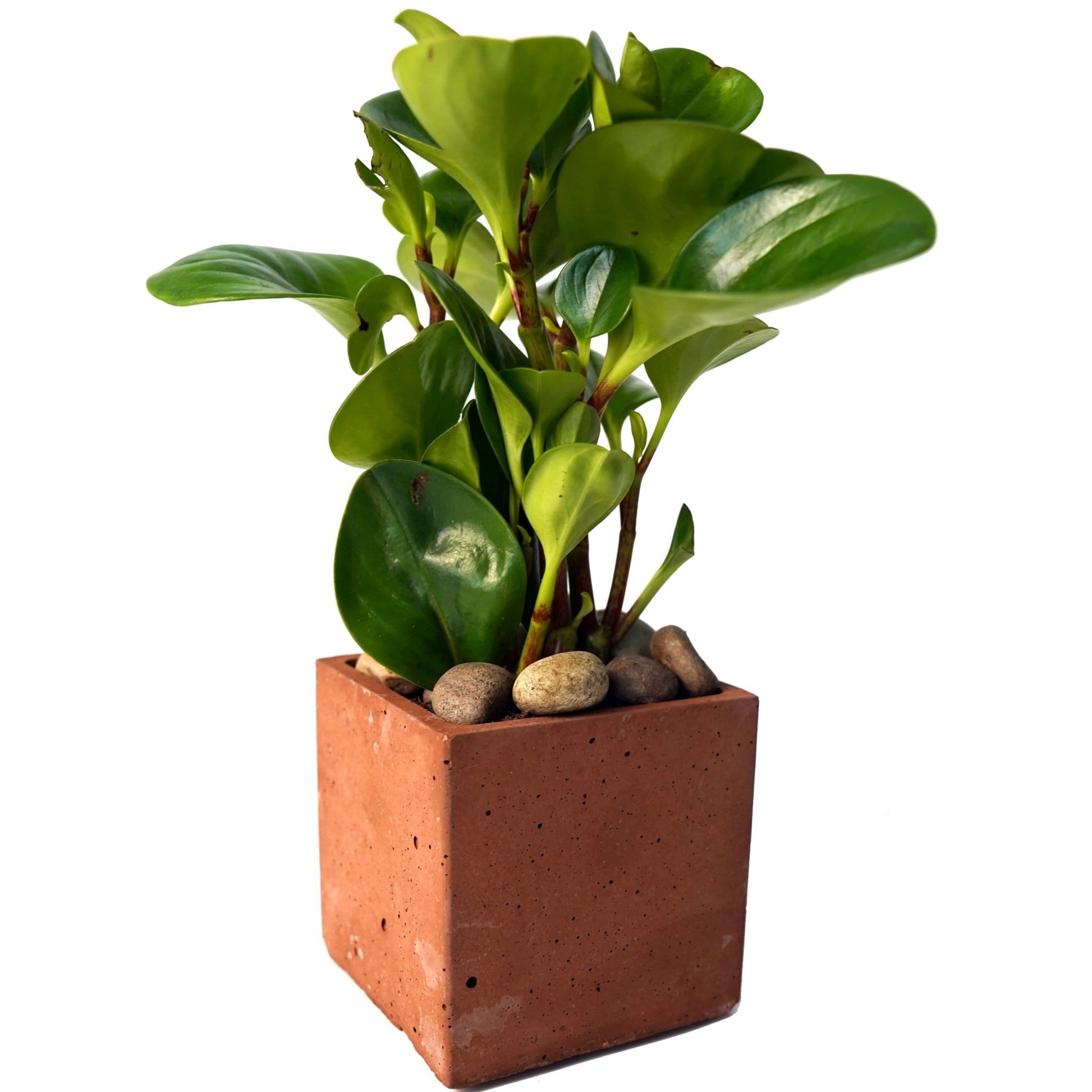 Concrete Planter 4 inch Square - Woodcookshop