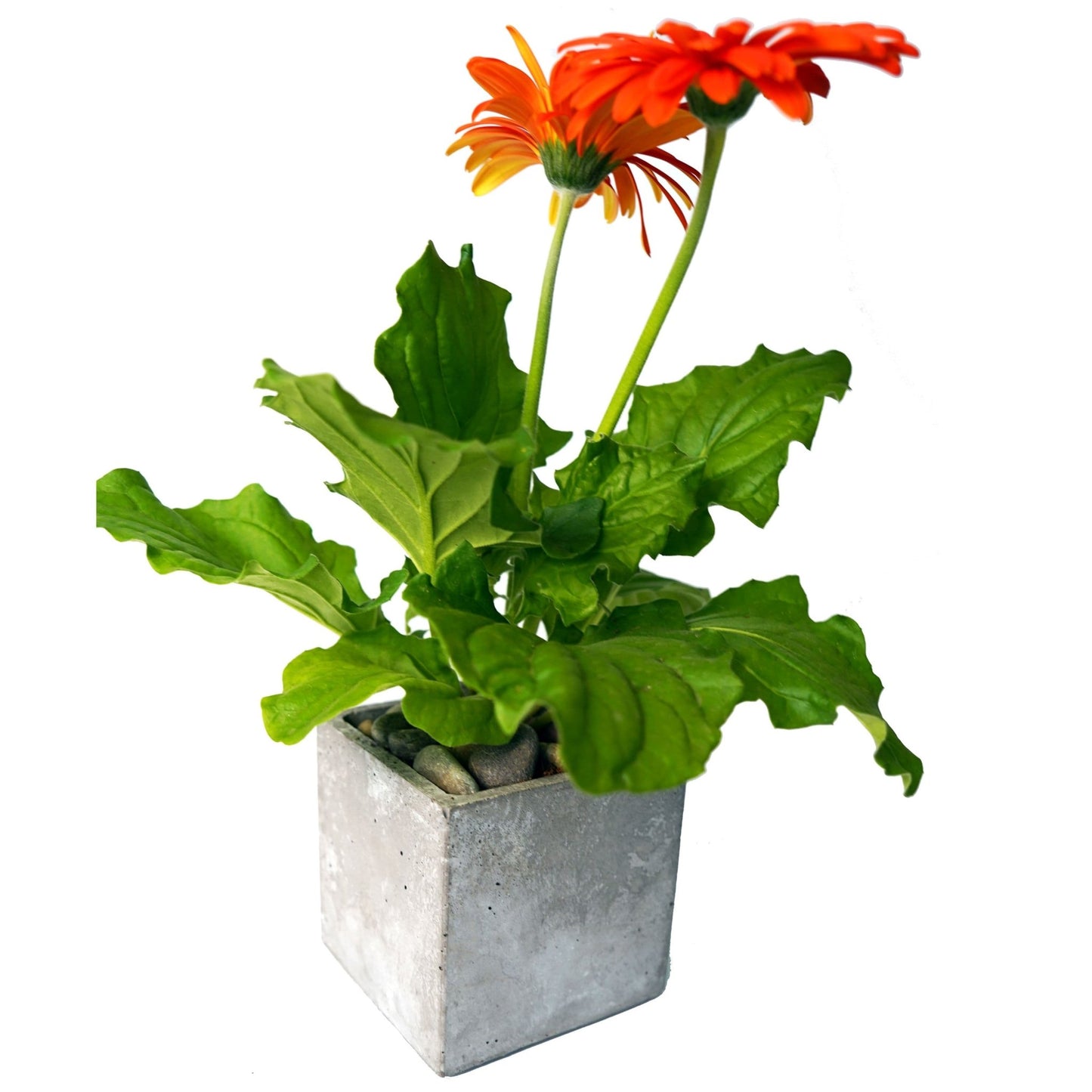 Concrete Planter 4 inch Square - Woodcookshop