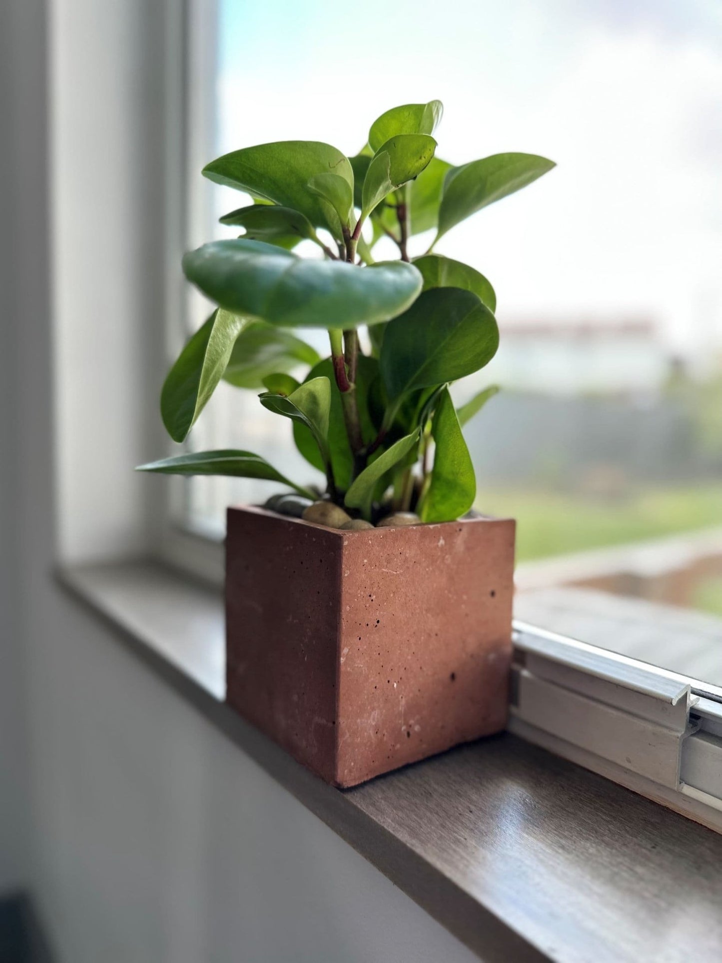 Concrete Planter 4 inch Square - Woodcookshop