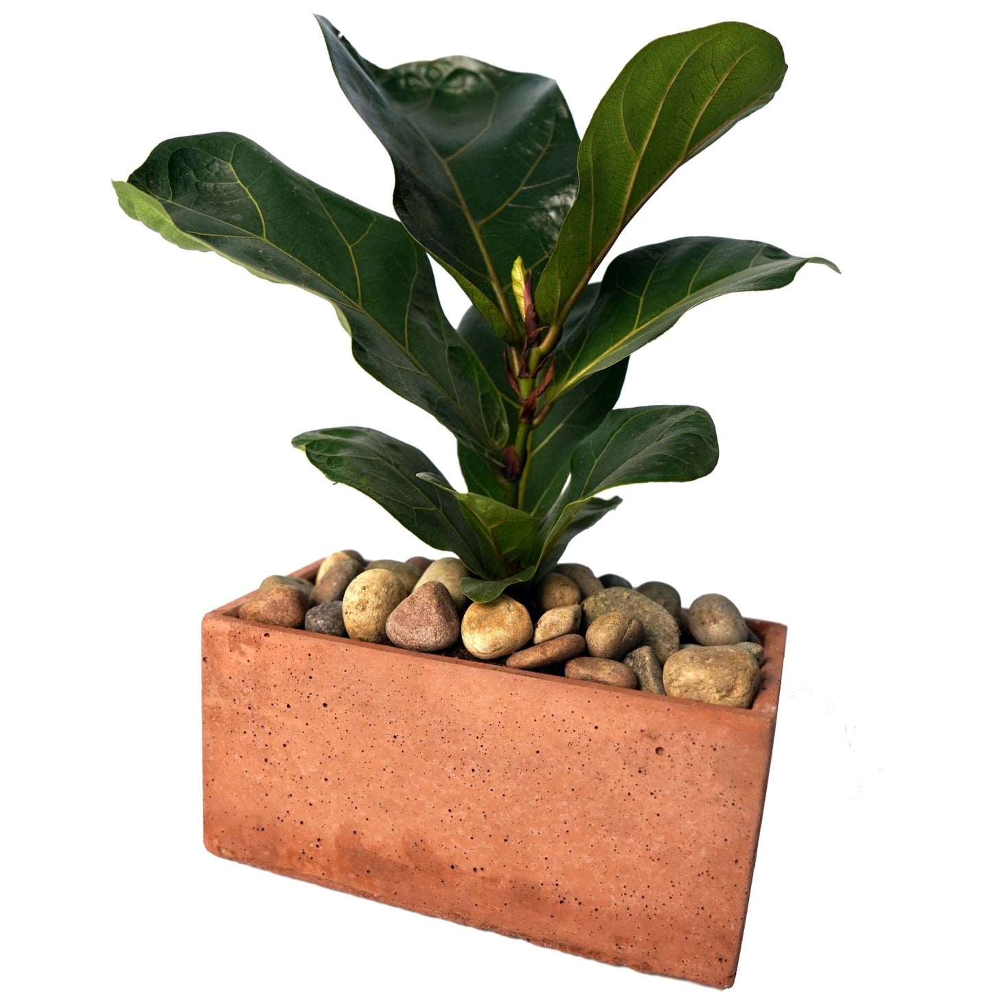 Concrete Planter 7 inch Rectangular - Woodcookshop