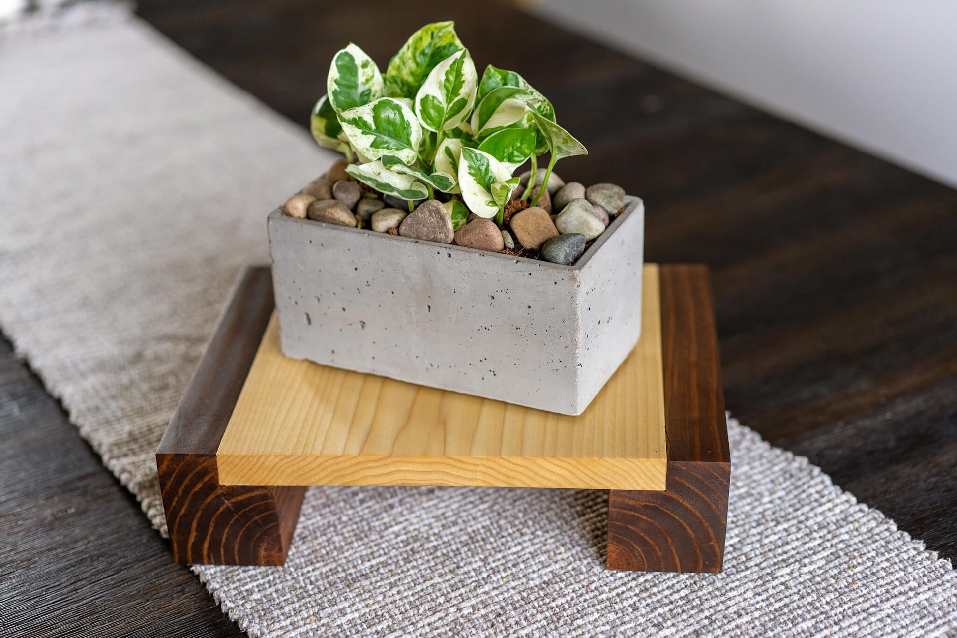 Image showcasing a Poplar plant stand placed on a wooden bridge, holding a small, leafy plant. The stand, with its stained legs and finished with hard-wax oil, highlights the striking wood grain.