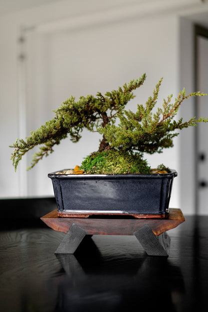 A finely handcrafted live edge Walnut Bonsai stand  with stained Red Oak, revealing a rich wood grain pattern. The stand boasts an elevated design and a glossy finish, thanks to a protective layer of hard wax oil. Ideal platform for displaying bonsai trees, candles, or other home décor accents.