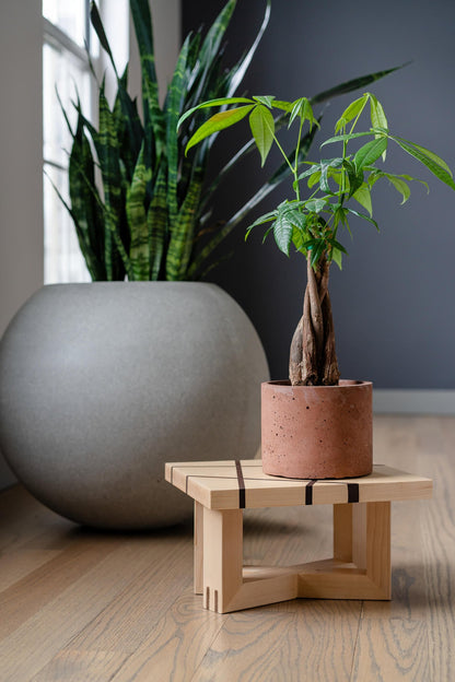 Image of a Maple bonsai stand with Walnut patterned lines, holding a small plant. Stand, with Pine and Walnut legs, showcases the rich texture of wood grain through its Hard-wax oil finish."