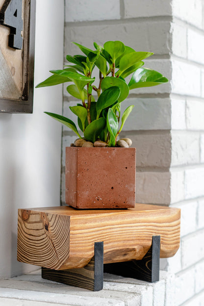 Image of a Pine plant stand against a brick wall, with a succulent plant placed on it. The stand, treated with a stain and hard-wax oil, reveals rich wood grain texture and an elevated design.