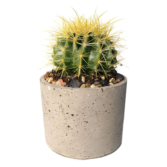 Round Concrete Planter 6 inch - Woodcookshop