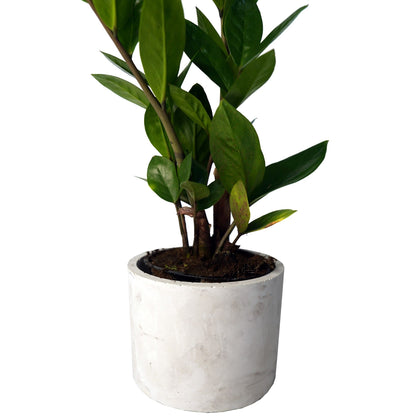 Round Concrete Planter 6 inch - Woodcookshop